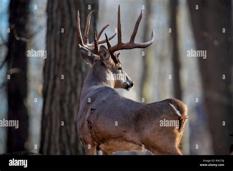 Old Whitetail Deer Hi Res Stock Photography And Images Alamy