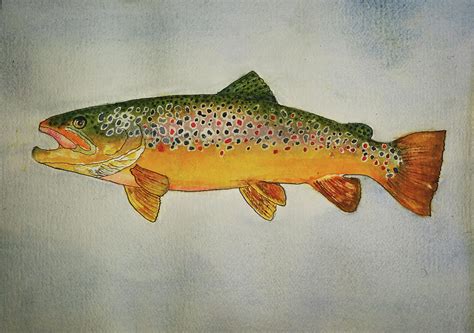 Painting Brown Trout Drawing - I grew up sharing sierra lakes with ...