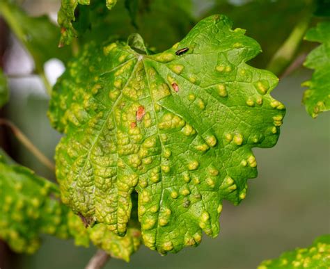 Vigne Culture Taille Et Vari T S