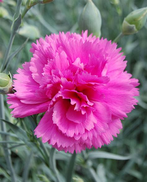 Dianthus Lily The Pink Pinks Perennial Garden Plug Plants Pack X6