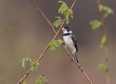 Foto Golinho Sporophila Albogularis Por Adilson Marques Wiki Aves