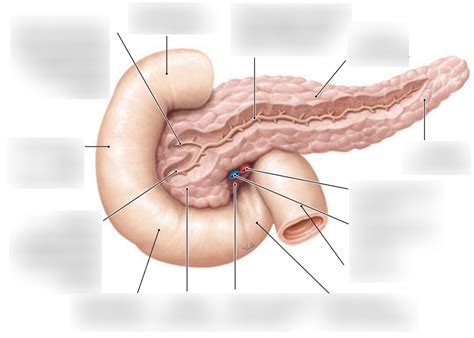 Schaubild Form Und Abschnitte Des Pankreas Mit Lage Und Verlauf Seines