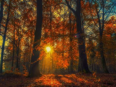 Earth Fall Forest Sunbeam Sunlight Hd Wallpaper Peakpx