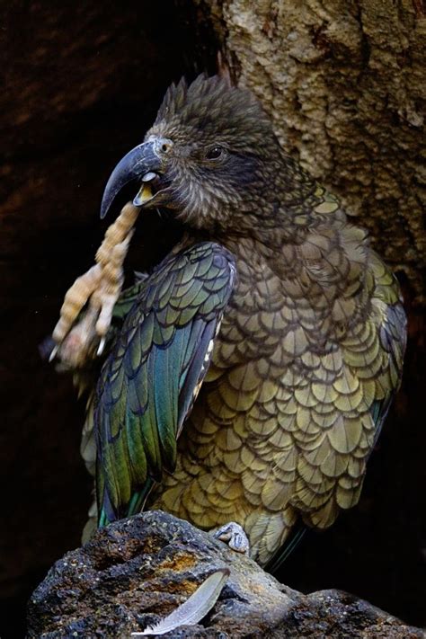 The Ambling Photographer New Zealand Kea The Kea Is A Large Species