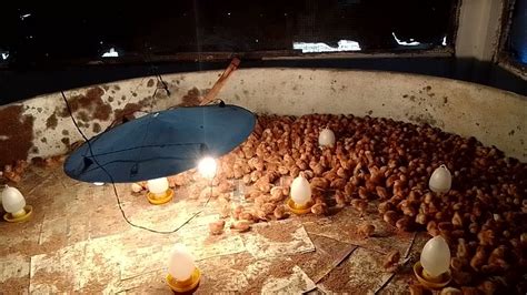 🐣🐥layer Chick Brooding With 100w Bulbs Artificial Brooding Marawila