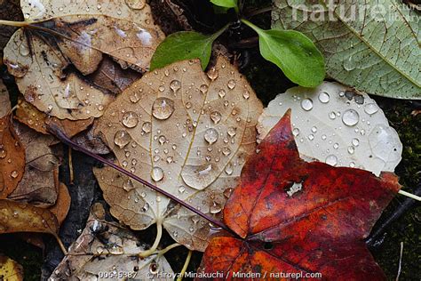 Stock Photo Of Katsura Tree Cercidiphyllum Japonicum Leaves In Autumn