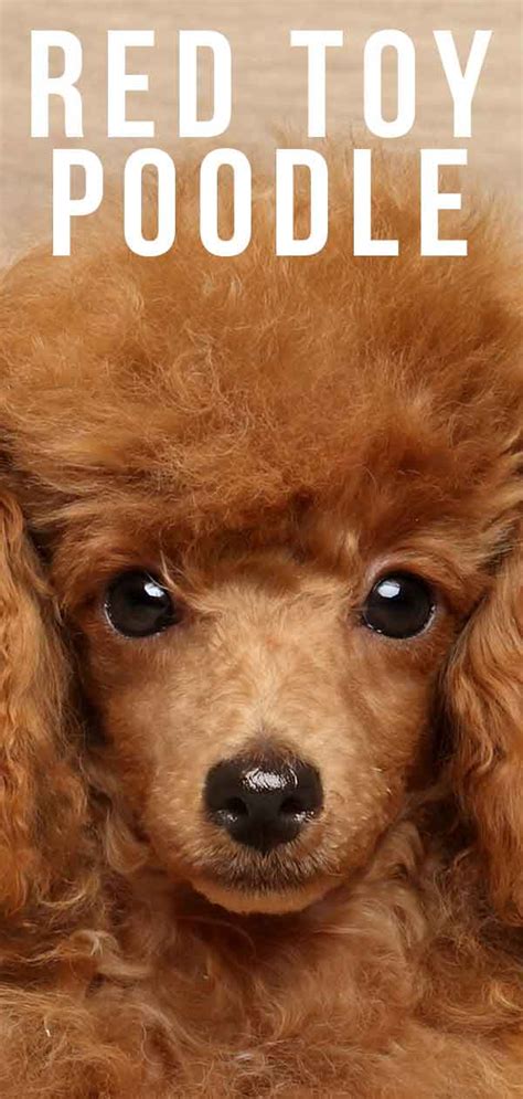 Red Toy Poodle - All About This Stunning and Rare Color