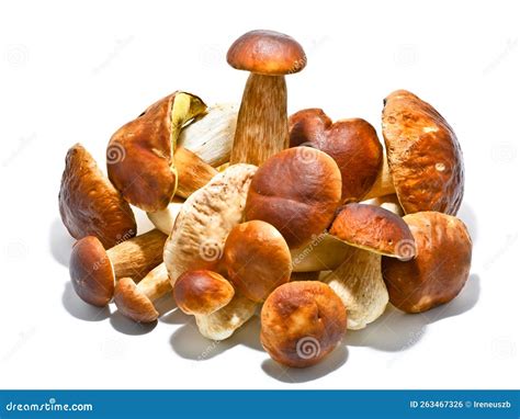 Boletus Edulis Hongos Aislados En Blanco Foto De Archivo Imagen De