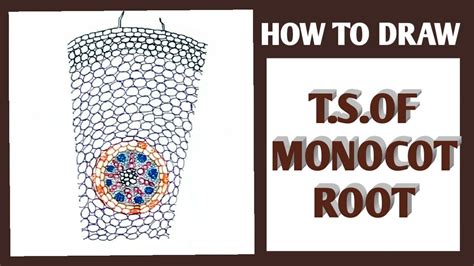 How How To Draw Ts Of Monocot Root Easily Step By Steptransverse