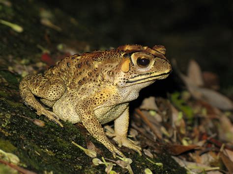 18 Poisonous Toads In The World (With Pictures)