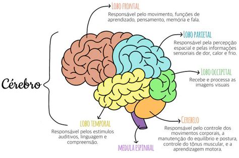 Lobos Cerebrais Fisiologia I