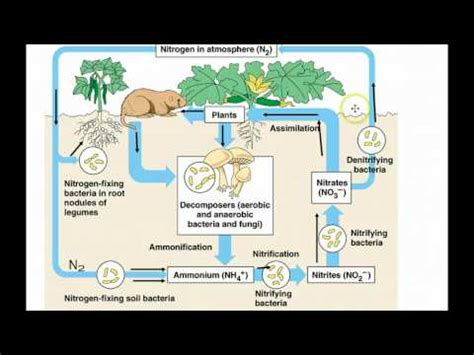 Nutrient Cycle