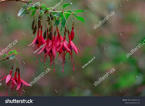 Fuchsias Pink Purple Hanging Flowers Stock Photo 2226431131 Shutterstock