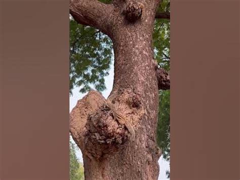 Умилительные бурундуки #жизнь #путешествия #природа - YouTube