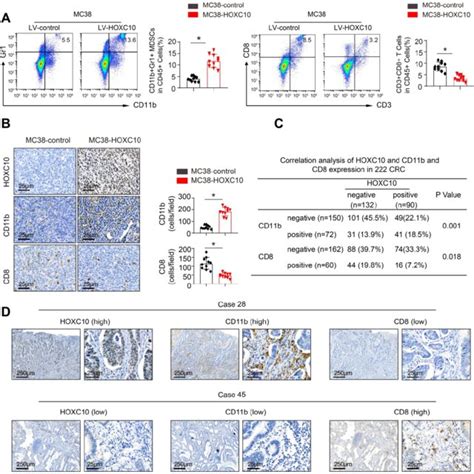 Hoxc Promotes Crc Metastasis By Recruitment Of Mdscs A The