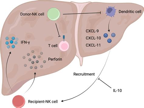 Frontiers Natural Killer Cells In Hepatic Ischemia Reperfusion Injury