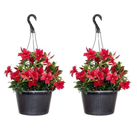 Reviews For United Nursery Red Mandevilla Flowering Live Outdoor Plant