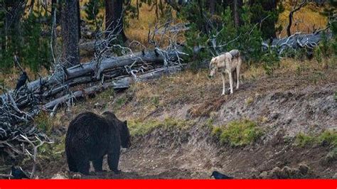 Once In A Lifetime Wildlife Photographer Captures Epic Encounter