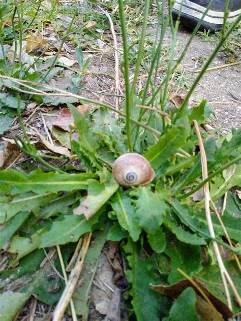 Beautiful Snail 🐌🐌 Hermoso Caracol [ENG/ESP] — Hive