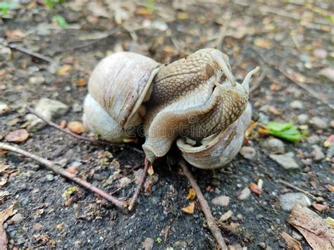 Reproduction of Two Snails with a Spiral Shell Close-up Stock Image - Image of closeup, invasive ...