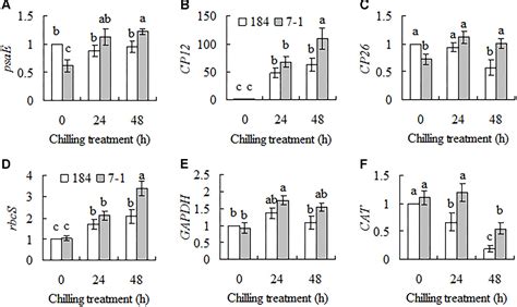 Frontiers Chloroplast Protein 12 Expression Alters Growth And