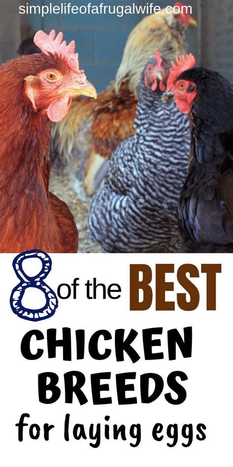 Top 5 Breeds Of Chickens That Lay Large Eggs The Best Egg Laying