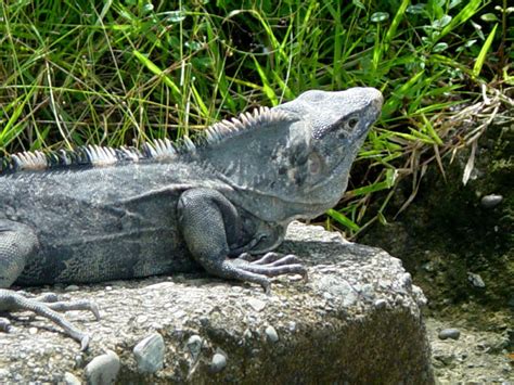 Black Iguana | Pics4Learning