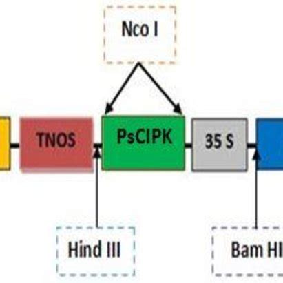 2 Schematic Diagram Of A Part Of The T DNA Region Of Plant Expression