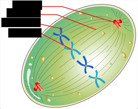 Mitosis Labeling Quizlet 3 Metaphase Diagram Quizlet