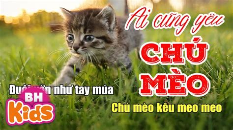 Bộ sưu tập hình ảnh chú mèo cực chất full 4K với hơn 999 tấm ảnh