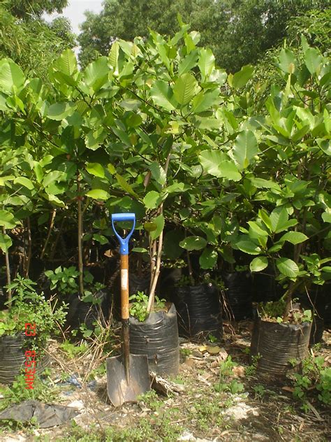 Catmon 4 Cainta Plant Nursery