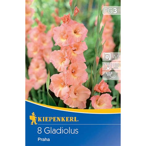 Kiepenkerl Großblumige Gladiole Praha Gladiolus 8 Stück kaufen bei OBI