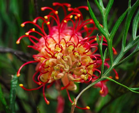 Australian Native Plants | Gardening Australia Guide