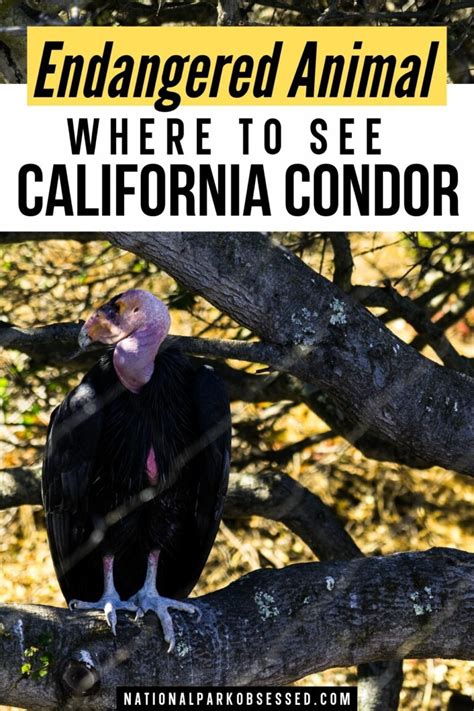 5 Best National Parks To See California Condors Plus Tips For Spotting