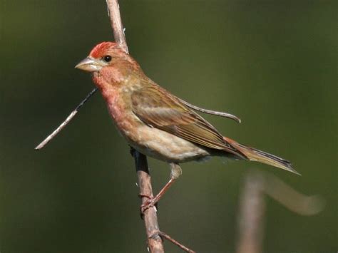 In The Woods Purple Finch Pacific Nw Birder