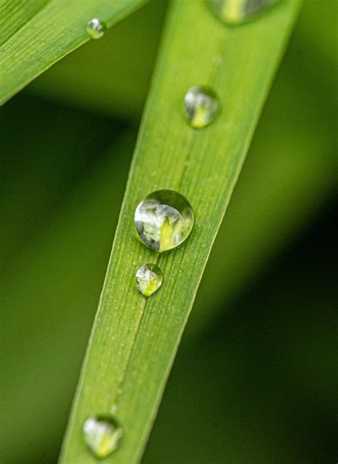 Folha Pingos De Chuva Macro Foto Gratuita No Pixabay