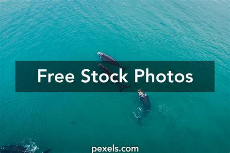 North Atlantic Right Whale Photos Download The Best Free North
