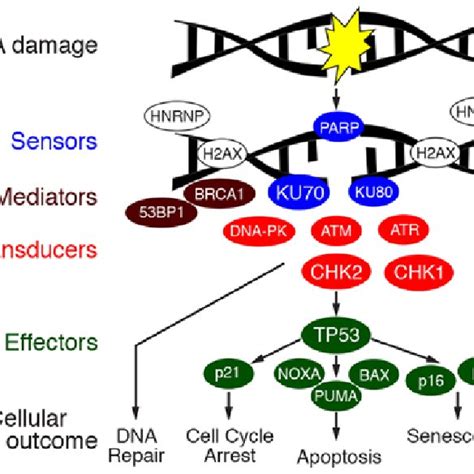 Immunohistochemistry Of Proteins Involved In The Dna Damage Response