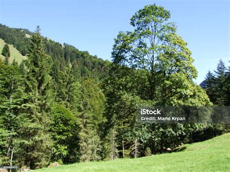 Subalpine Forests In The Ostschweiz Region Stock Photo Download Image