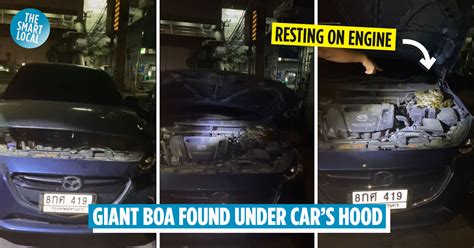 boa hides  car engine netizens discuss winning lottery number