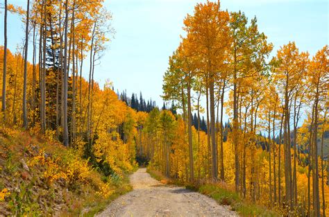 Fall colors in September 2012, on the mountain. Photo courtesy Shannon ...