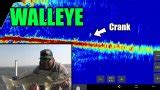 Cranking Shallow Water Walleye Nodak Angler