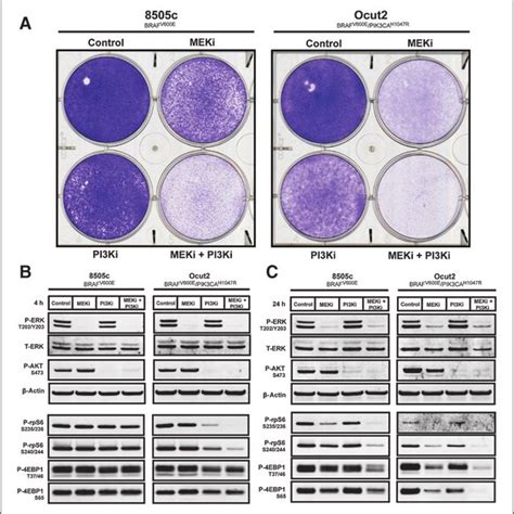 BRAF V600E and PI3 0kinase signaling cooperate for human thyroid cancer... | Download Scientific ...