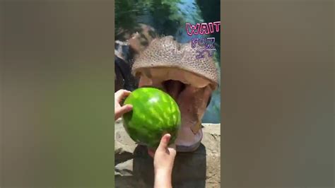 Hippo Eating Watermelon 🍉 Youtube