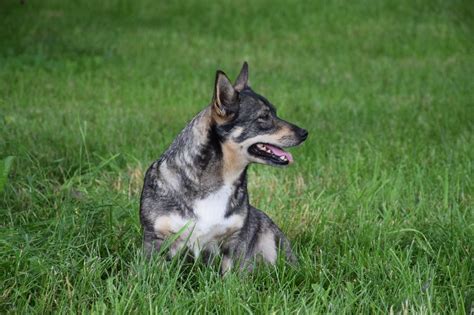 Chien Elevage De Jommokk Eleveur De Chiens Vallhund Su Dois Spitz