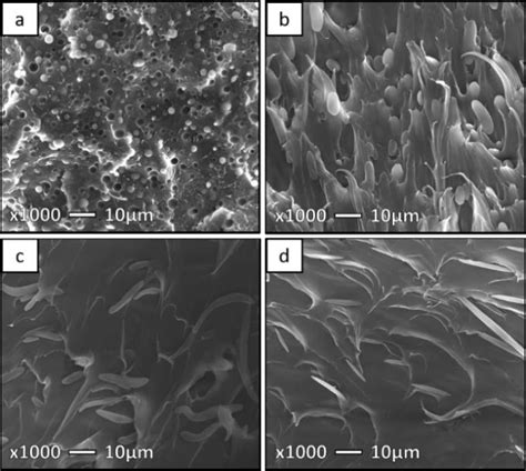 Sem Micrographs Of Freeze Fracture Surfaces Under Liquid Nitrogen Of