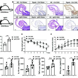 Dysbiosis Of Gut Microbiota In Colitic Rgmb Deficient Mice A