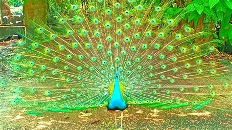 Dancing With Peacocks The Spectacular Peacock Dance 6 Youtube