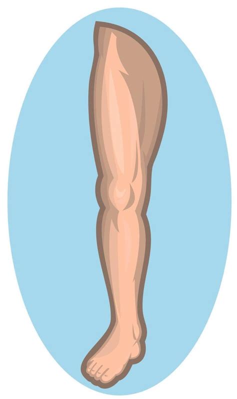 Human Leg Facing Front Vector Art At Vecteezy