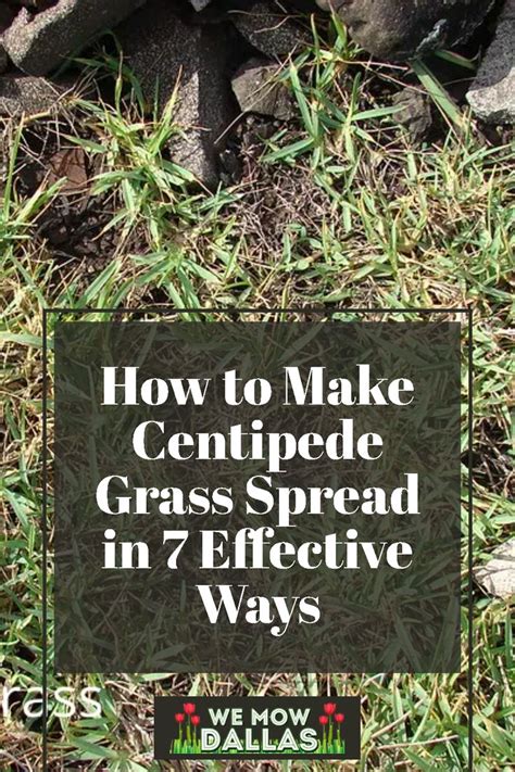 How To Make Centipede Grass Spread In 7 Effective Ways Centipede Grass Grass Care Grass